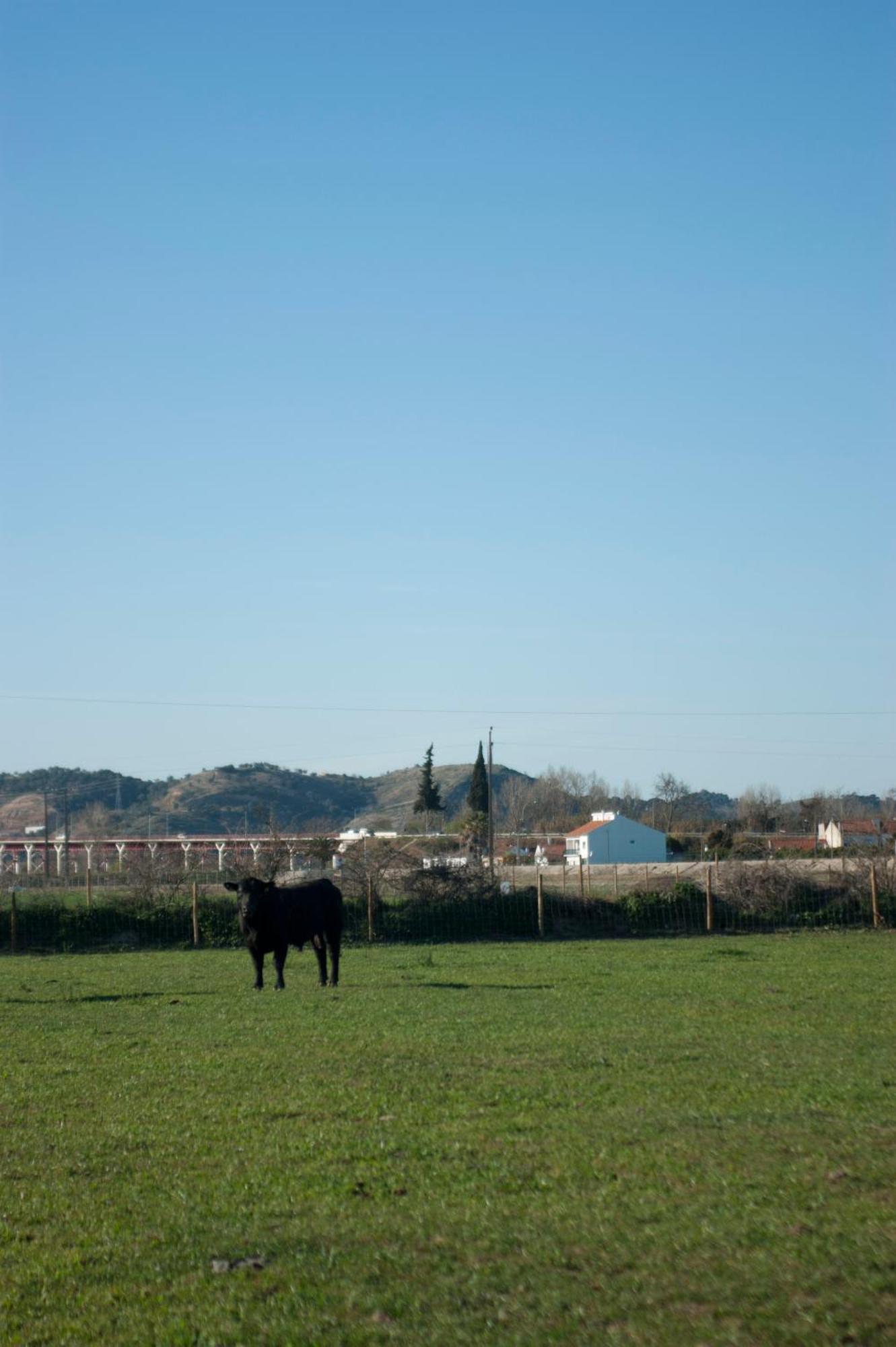 Villa Quinta da Gafaria Santarém Esterno foto