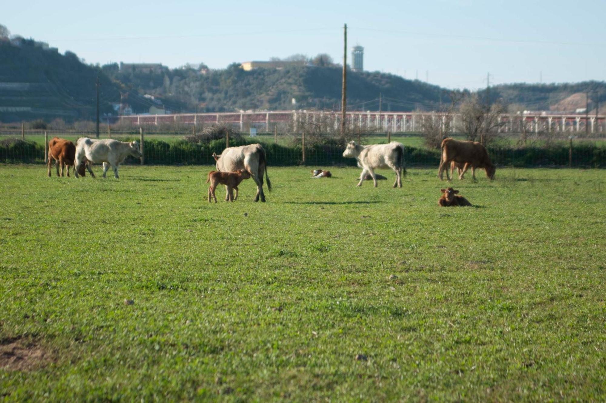 Villa Quinta da Gafaria Santarém Esterno foto