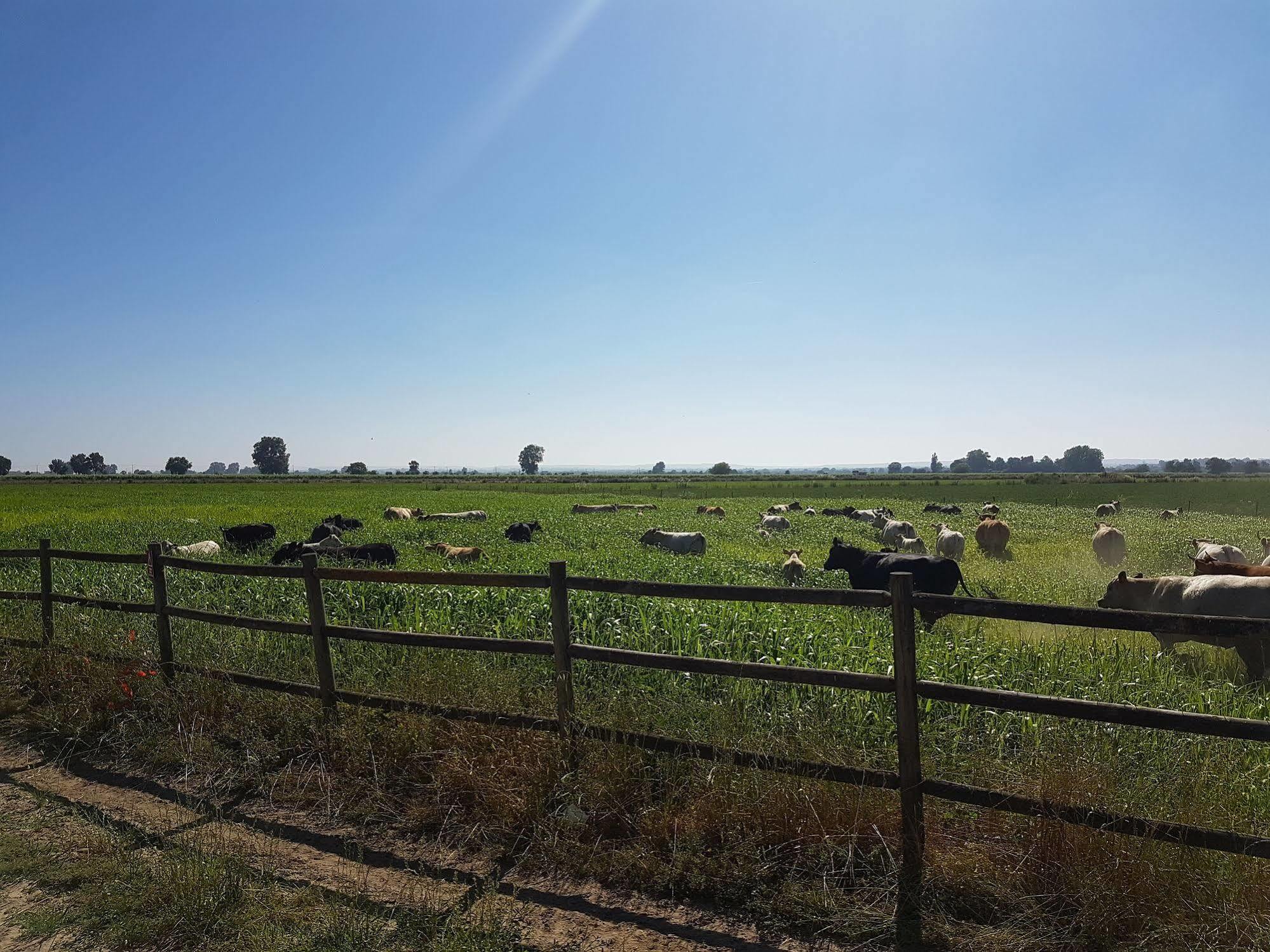 Villa Quinta da Gafaria Santarém Esterno foto